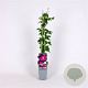 Clematis 'Ernest Markham' 70 cm 2,0L