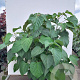Clerodendrum trichotomum 60-80 cm 7,5L