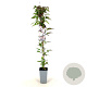 Clematis mont. rubens 80-100 cm 2,5L