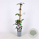 Clematis mont. 'Superba' 70 cm 2,0L