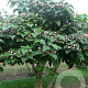 Clerodendrum trichotomum fargesii 175-200 cm met kluit