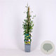 Clematis tibetana tangutica 70 cm 2,0L