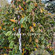 Corylus a. 'Contorta' 175-200 cm met kluit solitair