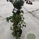 Corylus 'Red Majestic' 80-100 cm met kluit