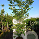 Cornus controversa 200-225 cm met kluit solitair