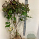 Cornus florida 125-150 cm met kluit