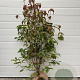 Cornus kousa chinensis 100-125 cm met kluit