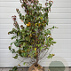 Cornus kousa chinensis 125-150 cm met kluit