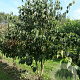 Cornus kousa chinensis 175-200 cm met kluit