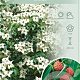 Cornus kousa chinensis 60-80 cm 7,5L