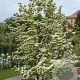 Cornus kousa 150-175 cm met kluit solitair