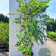 Decaisnea fargesii 100-125 cm 12L