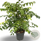 Decaisnea fargesii 100-125 cm 12L