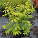 Euonymus alat. 'Compactus' 50-60 cm 7,5L