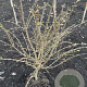 Euonymus alatus 60-80 cm met kluit