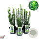 Euonymus jap. 'Green Rocket' 30-40 cm 3,0L