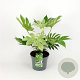 Fatsia japonica 'Spider's Web' 30-40 cm 5,0L