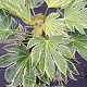 Fatsia japonica 'Spider's Web' 40-50 cm 7,5L
