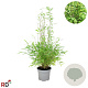 Fargesia nitida 'Gansu 95/2' 50-60 cm 5,0L