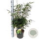 Fargesia robusta 'Formidable' 80-100 cm 5,0L
