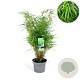 Fargesia rufa 40-60 cm 5,0L