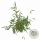 Fargesia scabrida 'Asian Wonder' 50-60 cm 5,0L