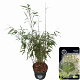 Fargesia scabrida 'Asian Wonder' 50-60 cm 5,0L