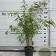 Fargesia scabrida 'Asian Wonder' 60-80 cm 5,0L
