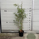 Fargesia scabrida 'Asian Wonder' 60-80 cm 5,0L