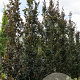 Fagus syl. 'Rohan Obelisk' 200-225 cm met kluit