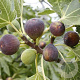 Ficus car. 'Rouge de Bordeaux' 70 cm 2,0L