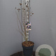 Hibiscus syr. 'Oiseau Bleu' 100-125 cm 12L