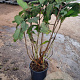 Hydrangea asp. 'Macrophylla' 80-100 cm 15L