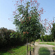 Koelreuteria paniculata 80-100 cm met kluit