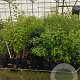 Lespedeza thunbergii 80-100 cm 5,0L