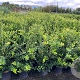 Ligustrum j. 'Texanum' 40-50 cm 5,0L