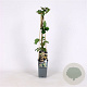 Lonicera capr. 'Inga' 70 cm 2,0L