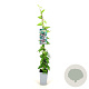 Lonicera henryi 80-100 cm 2,5L