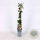 Lonicera per. 'Belgica' 70 cm 2,0L