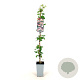Lonicera periclymenum 80-100 cm 2,5L