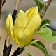 Magnolia 'Daphne' 100-125 cm met kluit