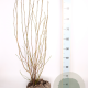 Magnolia 'George Henry Kern' 60-80 cm met kluit