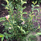 Magnolia 'George Henry Kern' 60-80 cm met kluit