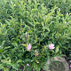 Magnolia 'George Henry Kern' 80-100 cm met kluit