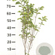 Magnolia l. 'Nigra' 80-100 cm met kluit