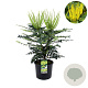 Mahonia media 'Charity' 100-125 cm 12L