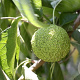 Maclura pomifera 80-100 cm 5,0L