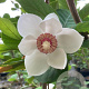 Magnolia sieboldii 40-50 cm met kluit