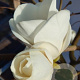 Magnolia soul. 'Lennei Alba' 80-100 cm met kluit