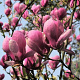 Magnolia soul. 'Lennei' 60-80 cm met kluit